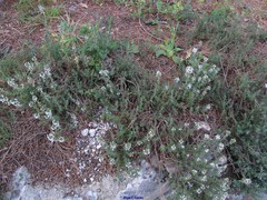 Thymus baeticus
