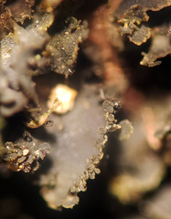Scytinium dactylinum