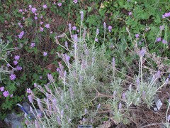 Lavandula dentata