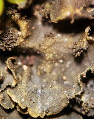 Scytinium dactylinum