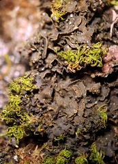 Scytinium dactylinum