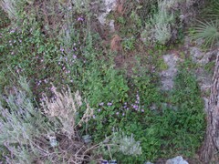 Lavandula dentata