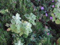 Pseudodictamnus hirsutus