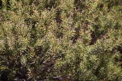 Brunia africana