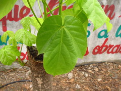 Cavanillesia platanifolia