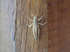 Dichroplus elongatus