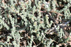 Bassia tomentosa