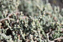 Bassia tomentosa