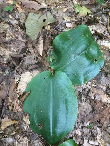 Image of Platanthera macrophylla by no rights reserved