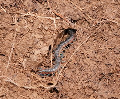 Scolopendra laeta