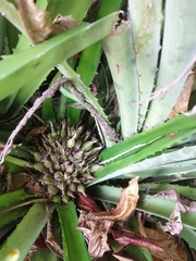 Bromelia karatas