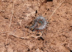 Scolopendra laeta