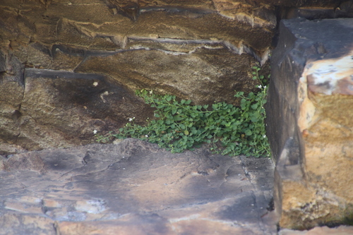 Lost Softbell (Wimmerella hedyotidea)