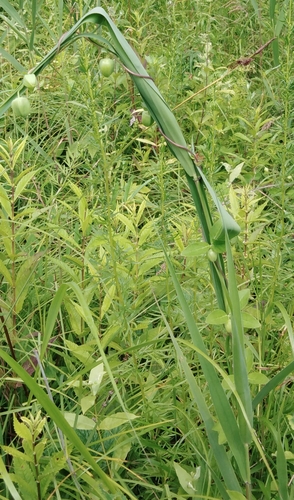 Codonopsis ussuriensis, photograph 6