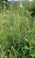 Sanguisorba parviflora