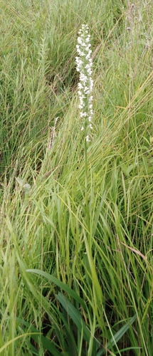 Platanthera hologlottis, photograph 5