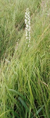 Platanthera hologlottis