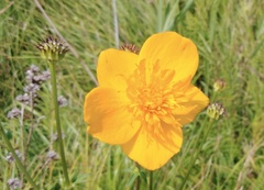 Trollius chinensis
