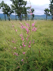 Pedicularis grandiflora