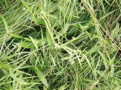 Vincetoxicum volubile