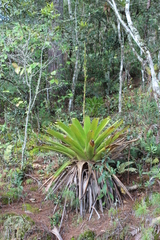 Werauhia werckleana