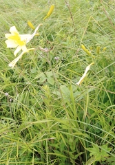 Hemerocallis minor