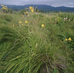 Hemerocallis minor