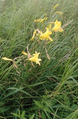 Hemerocallis minor