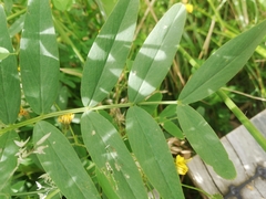 Galega