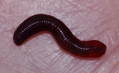 Lumbricus castaneus