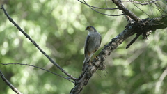 Accipiter striatus erythronemius