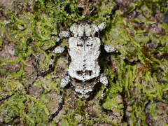 Leptostylus asperatus