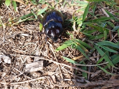 Dynastinae