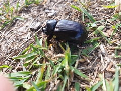Dynastinae
