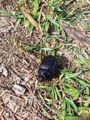 Dynastinae