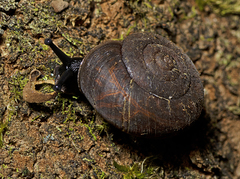 Ramogenia challengeri