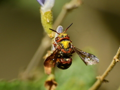 Epanthidium