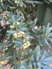 Pittosporaceae