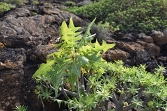 Sonchus pinnatifidus