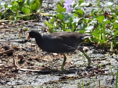 Gallinula galeata