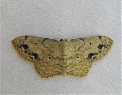 Scopula compensata