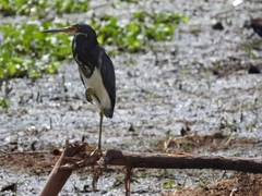 Egretta tricolor