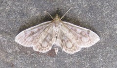 Anania coronata