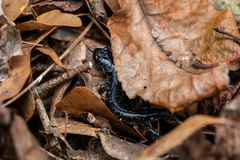 Plethodon chlorobryonis