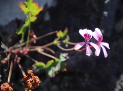 Pelargonium patulum