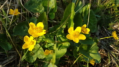 Caltha palustris palustris