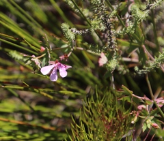 Pelargonium patulum