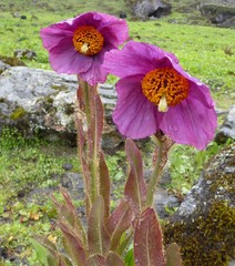 Meconopsis grandis