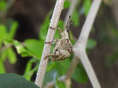 Polyteles guerini