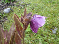 Meconopsis grandis